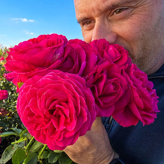 Nothing But Class™ Hybrid Tea Rose