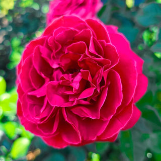 Nothing But Class™ Hybrid Tea Rose