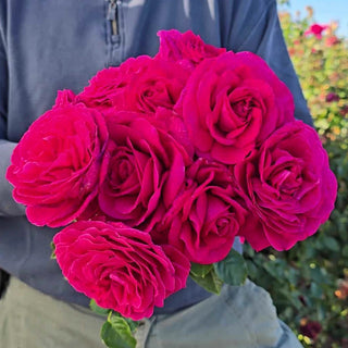 Nothing But Class™ Hybrid Tea Rose