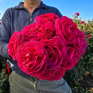 Nothing But Class™ Hybrid Tea Rose