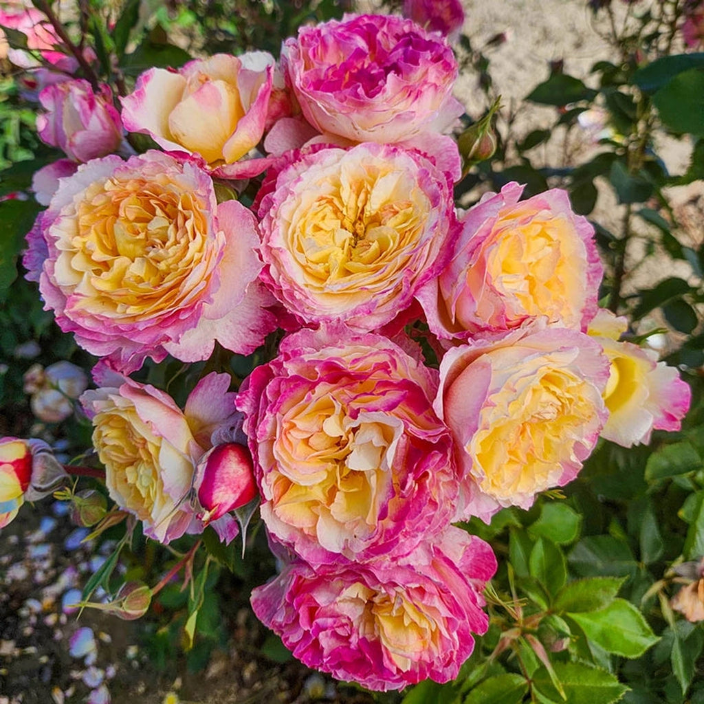 Living The Dream Grandiflora Rose – Breck's
