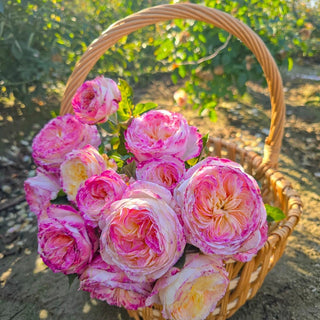 Living The Dream Grandiflora Rose