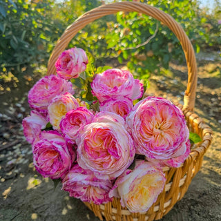 Living The Dream Grandiflora Rose