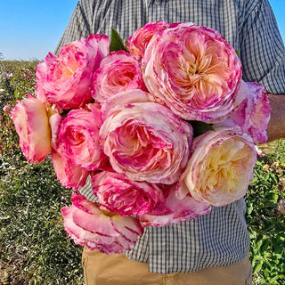 Living The Dream Grandiflora Rose