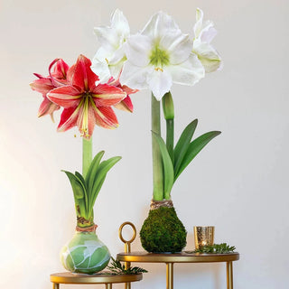 Amaryllisページ Cybister Amaryllis, Evergreen - Burpee