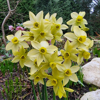 Pacific Hunter Daffodil