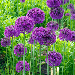 Alliums