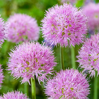 Alliums