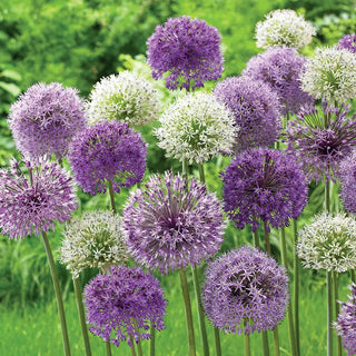 Alliums
