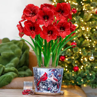 Amaryllis