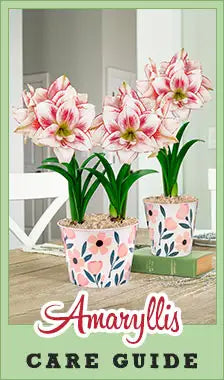 Amaryllis Care Guide