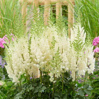 Astilbe