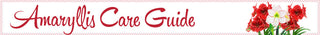 Amaryllis Care guide