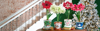 Holiday Amaryllis