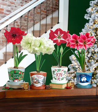 Holiday Amaryllis