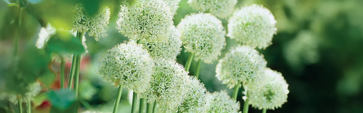 Allium