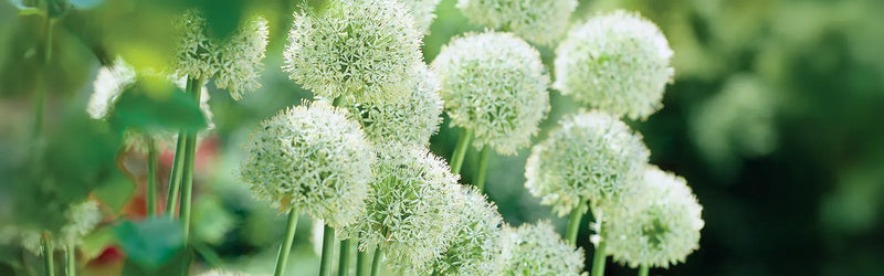 Allium