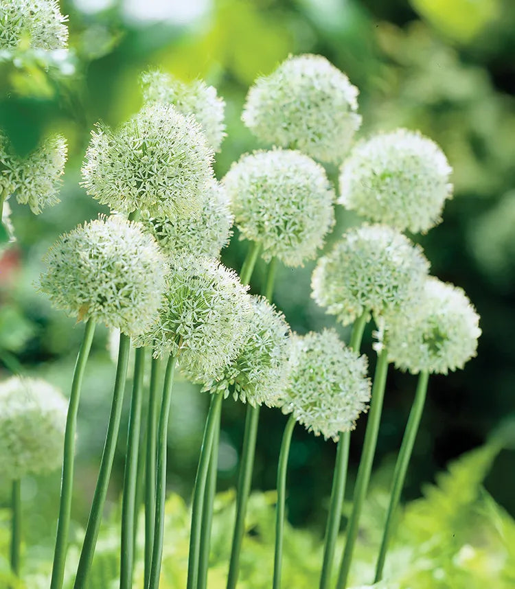 Allium