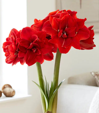 Amaryllis