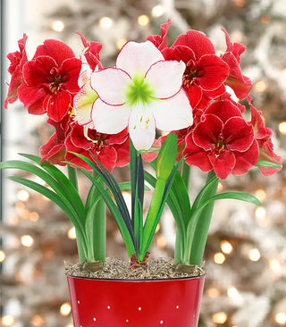 Amaryllis