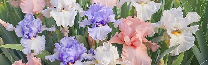 Bearded Iris