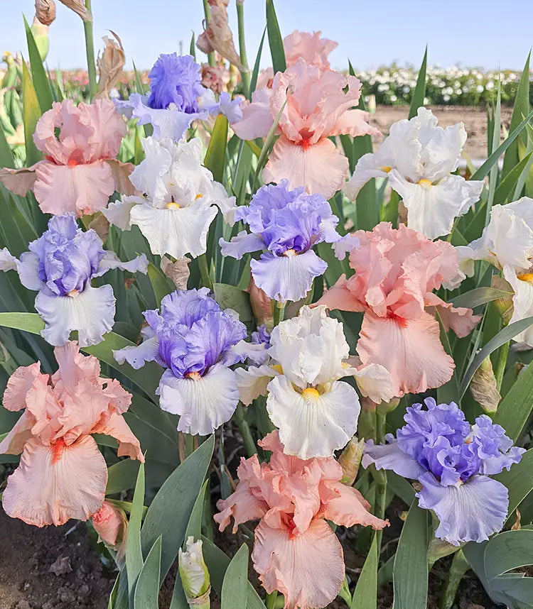Bearded Iris