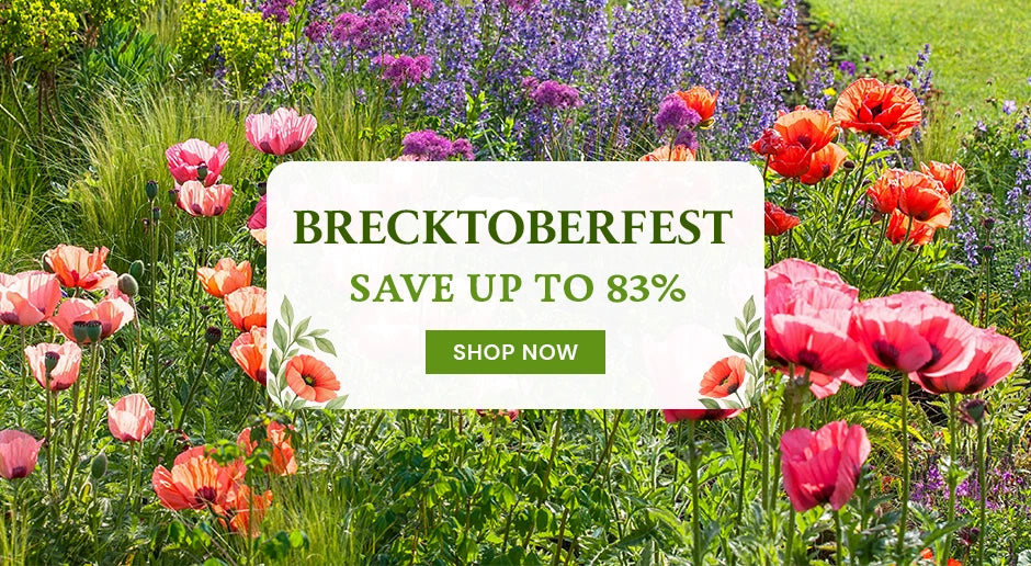 Brecktoberfest