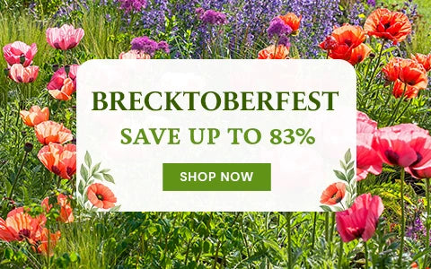 Brecktoberfest