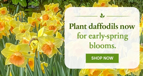 Daffodils