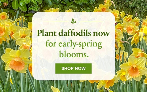 Daffodils
