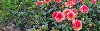 Dahlias
