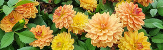 Dahlia Lovers