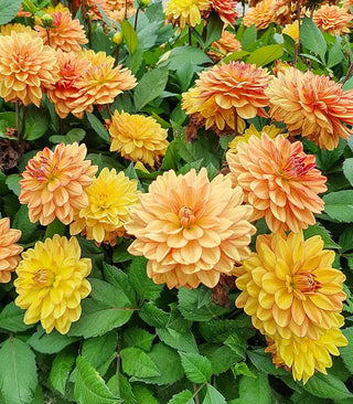 Dahlia Lovers