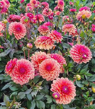 Dahlias
