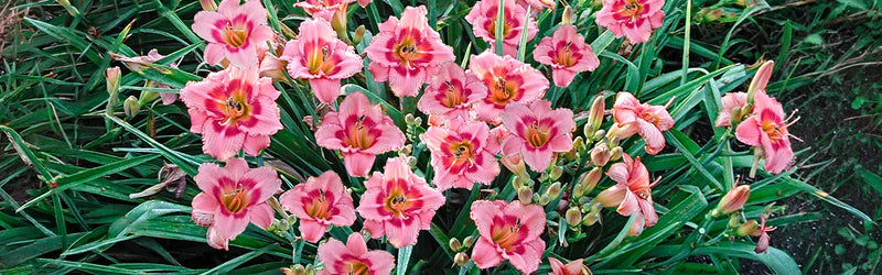 Daylilies