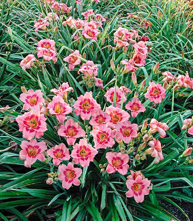 Daylilies