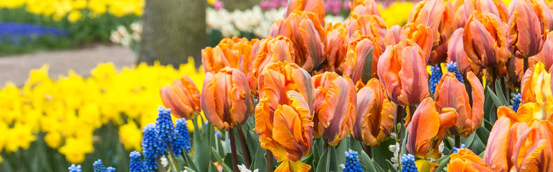 fall bulbs