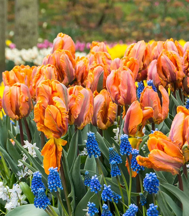 Fall bulbs