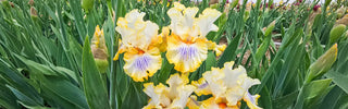 Iris Lovers