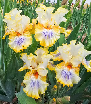 Iris Lovers