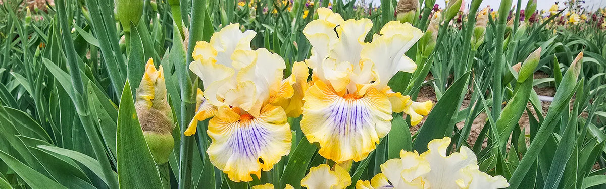  Iris