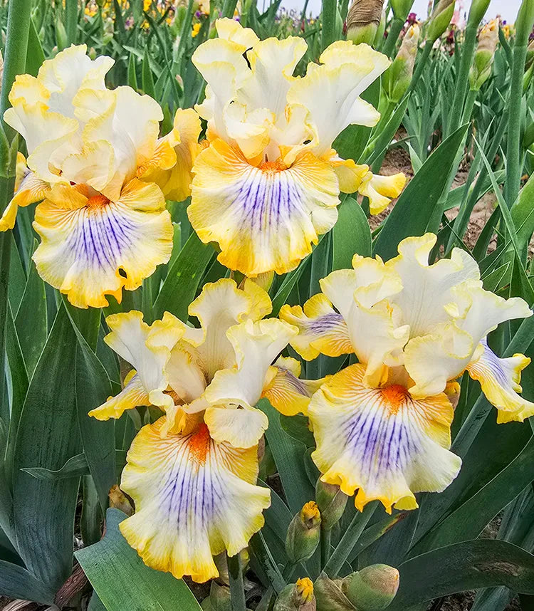  Iris