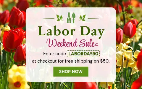 Labor Day