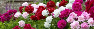 Peony Lovers