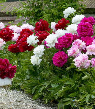 Peony Lovers