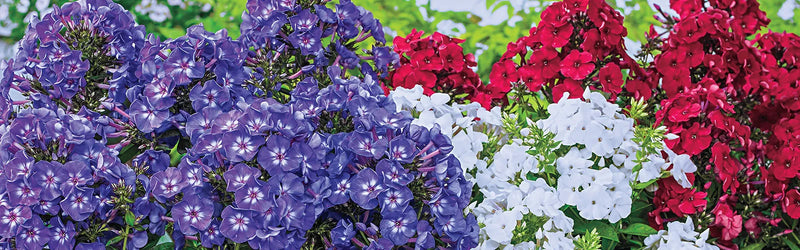 Phlox