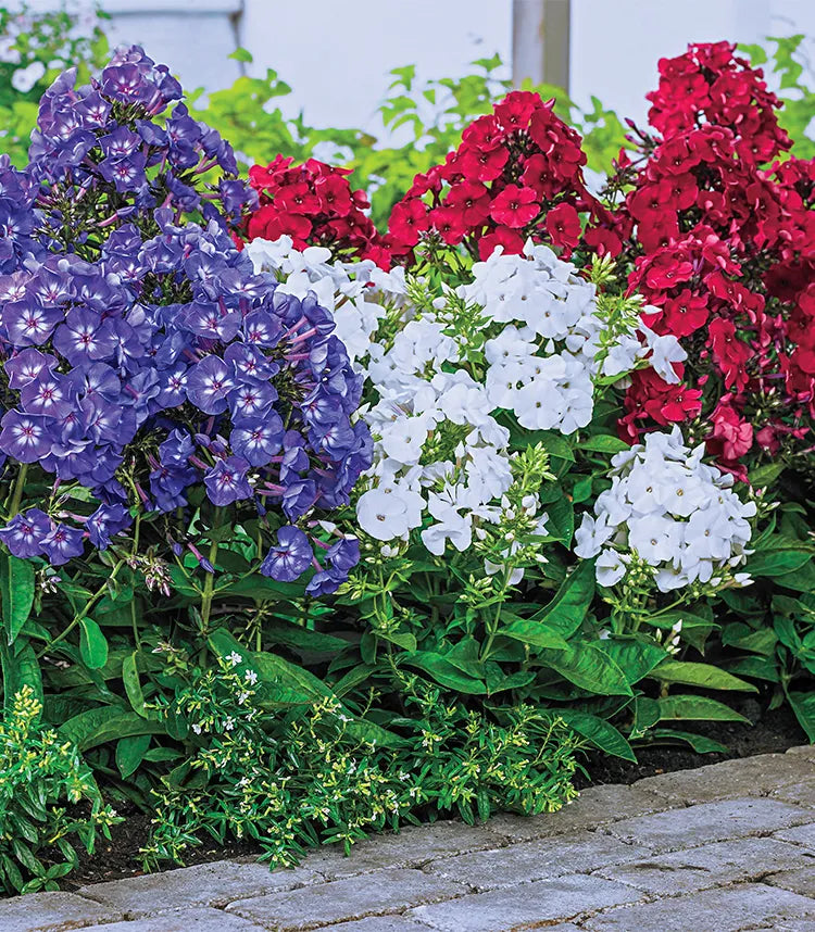 Phlox