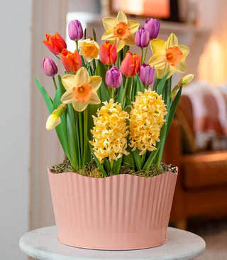 SpringBulb