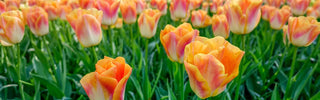 Tulip Lovers