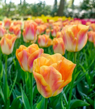 Tulip Lovers